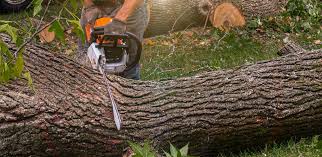 How Our Tree Care Process Works  in  Vernonia, OR