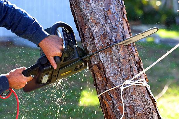 Best Emergency Tree Removal  in Vernonia, OR