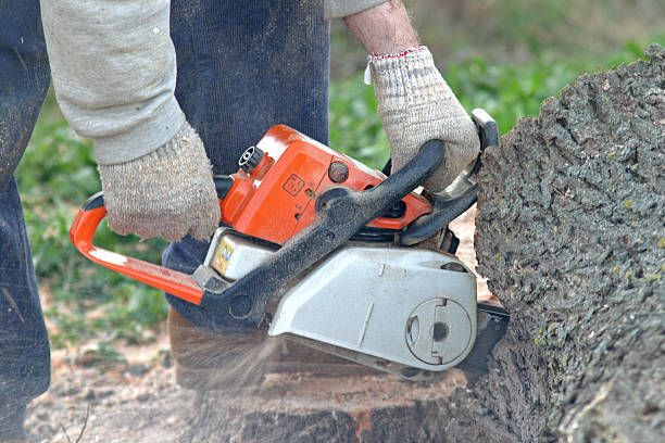 Best Storm Damage Tree Cleanup  in Vernonia, OR